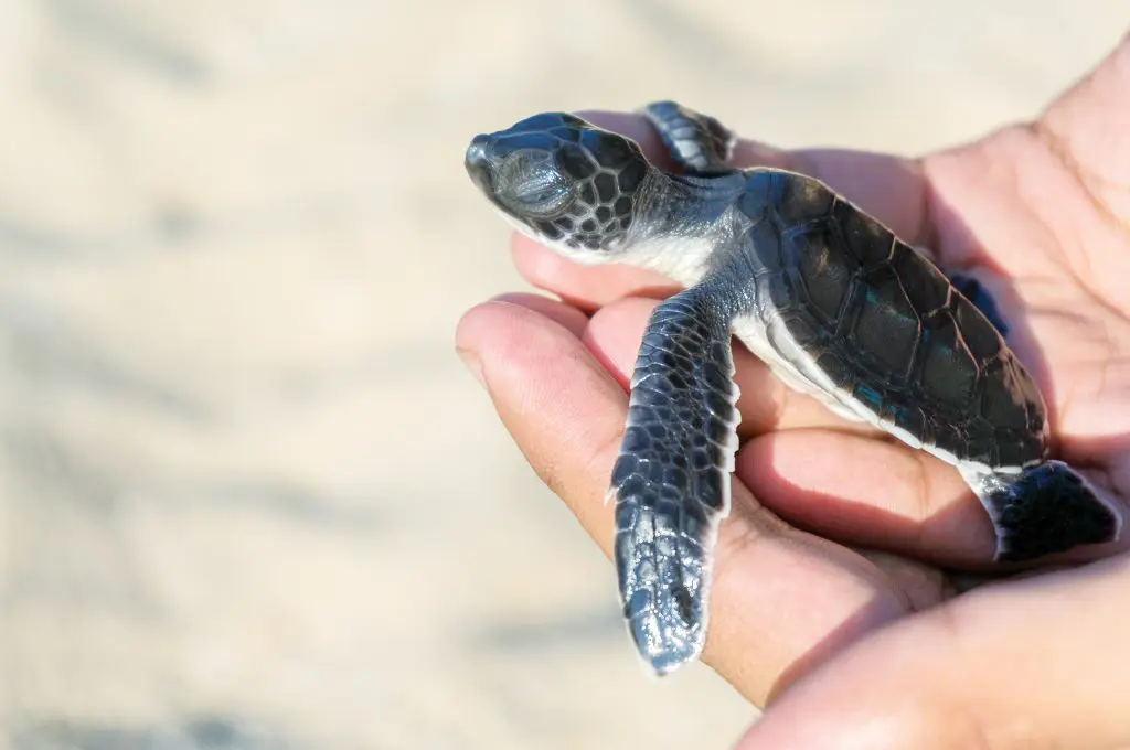 Baby sea turtle conservation at Wa Ale Resort