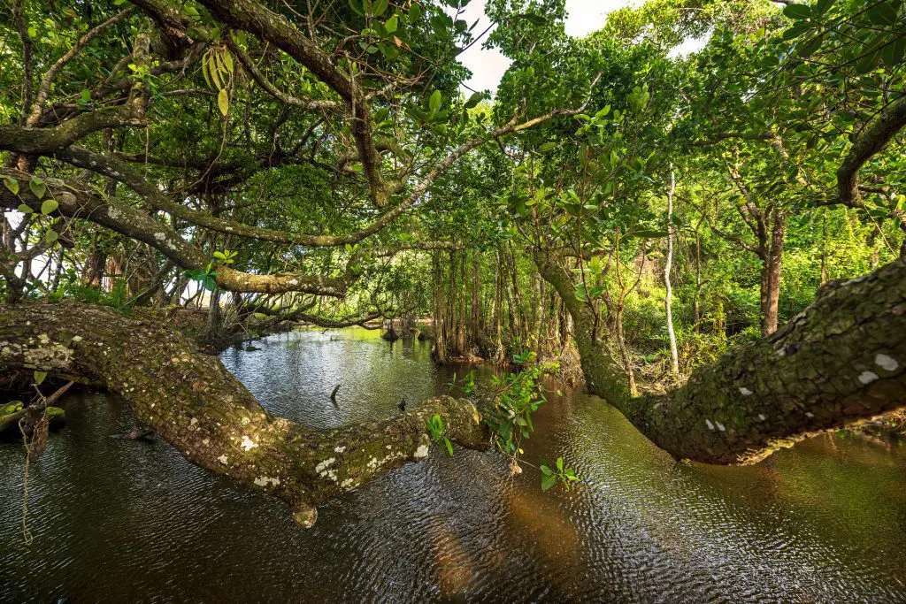 The Mangroves of Wa Ale Resort