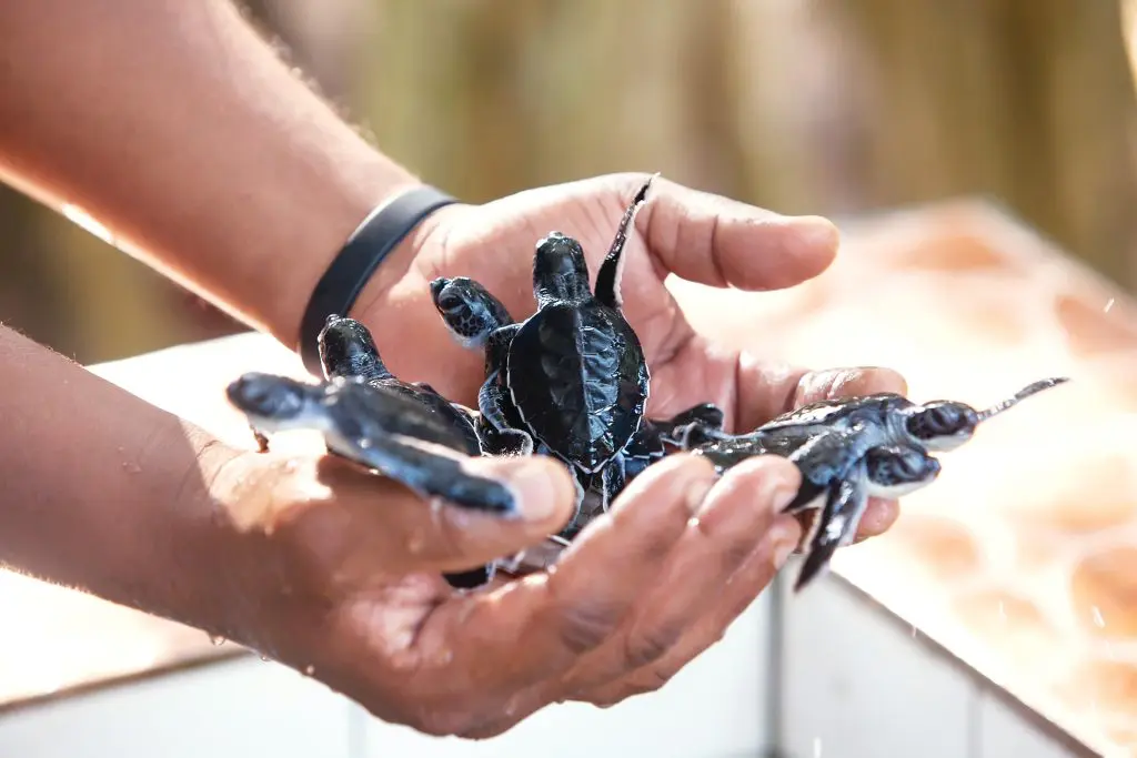 Baby turtles at the Wa Ale Resort hatchery