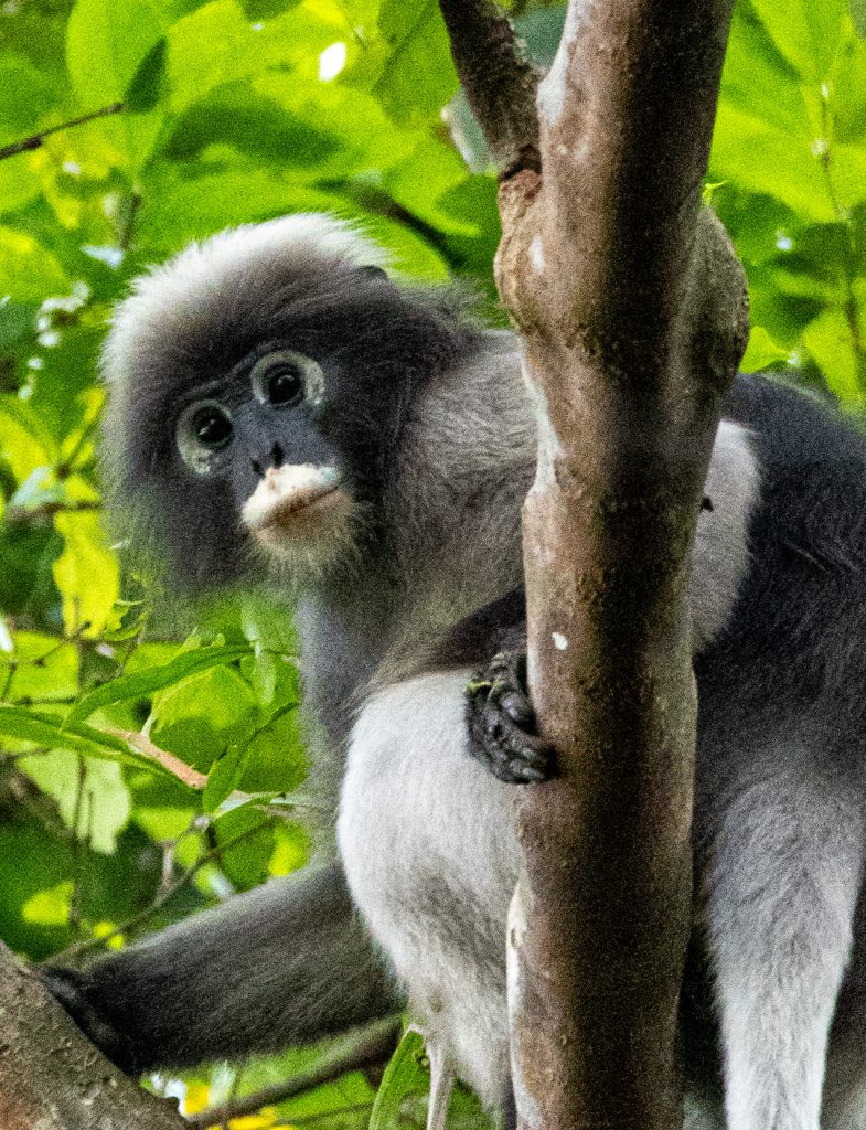 Endangered Dusky leaf spectacle monkey at Wa Ale Resort